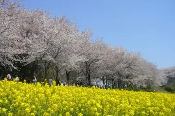 Sakura and nanohana on display at Ridge Green Road