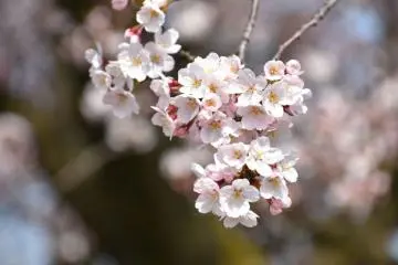 Photo: Niigata Tourism Association