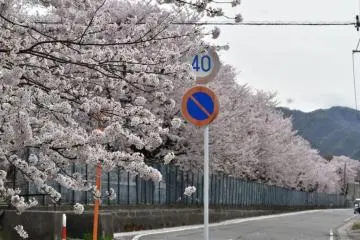 Tainai City in Niigata wants to put itself on the map as a springtime sakura destination. (Photo: Niigata Tourism Association)