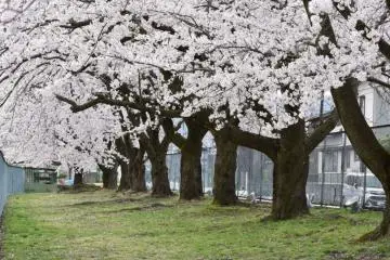Photo: Niigata Tourism Association