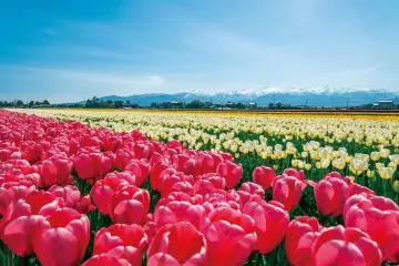 Nyuzen Flower Road 2026