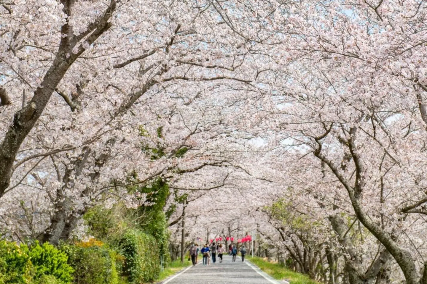 One of the highlights is a two kilometer-long sakura tunnel (Photo: Fujieda City Hall)
