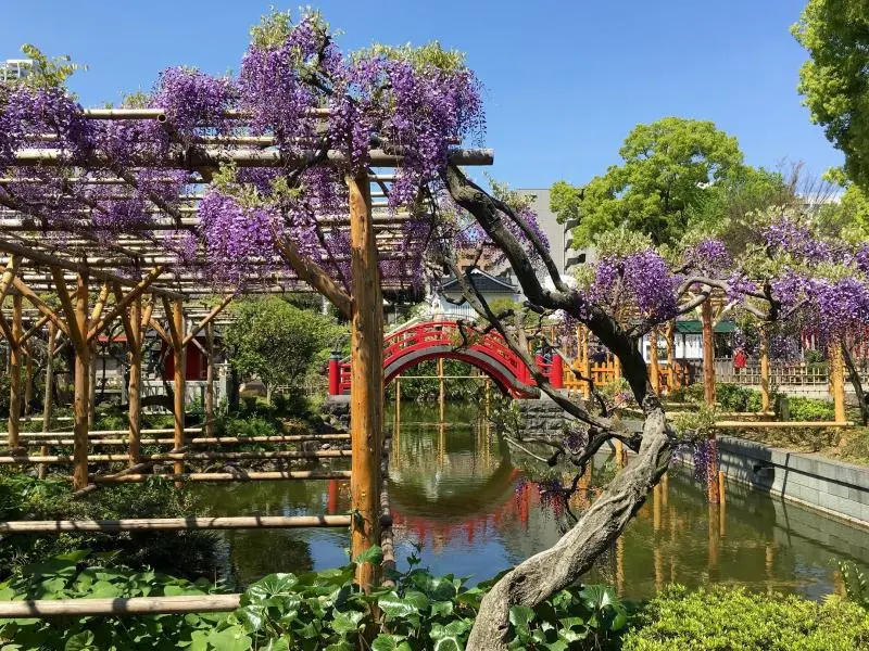 Kameido Tenjin Wisteria Festival 2026 - April Events in Tokyo - Japan Travel