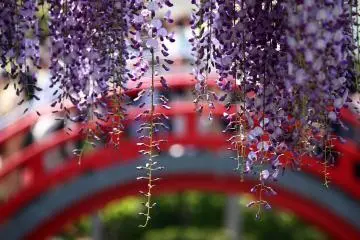 Photo: <a href="https://flickr.com/photos/yendo0206/4649960617/" target="_blank" rel="noreferrer noopener nofollow">Yoshizumi Endo</a> / <a href="https://creativecommons.org/licenses/by-sa/2.0/" target="_blank" rel="noreferrer noopener nofollow">CC BY-SA 2.0</a>