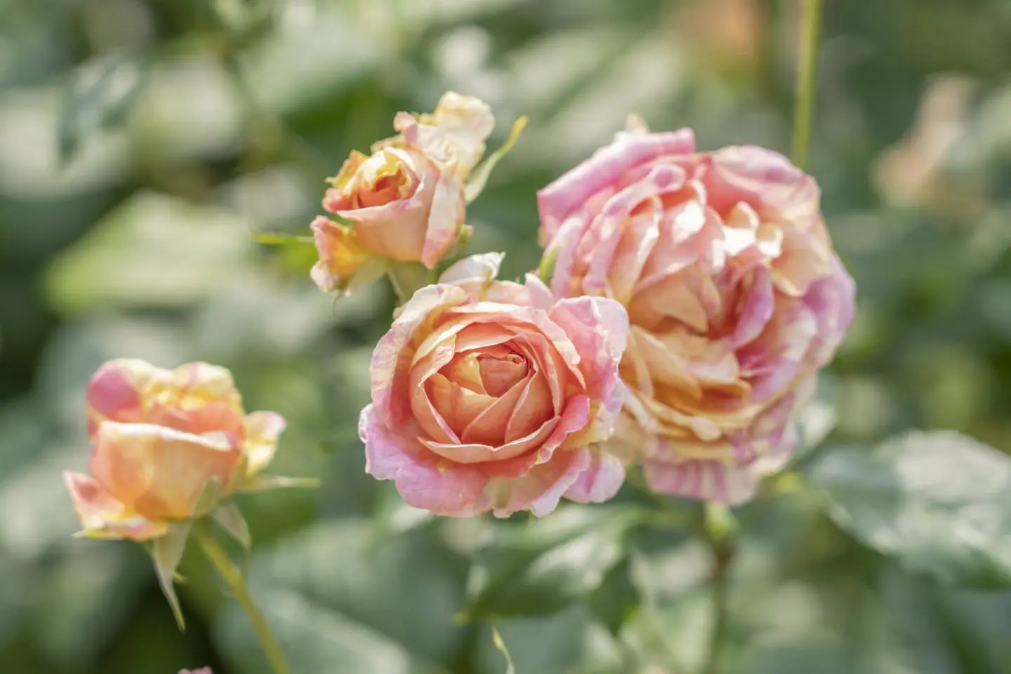 Photo: Daiichi Engei Co., Ltd.