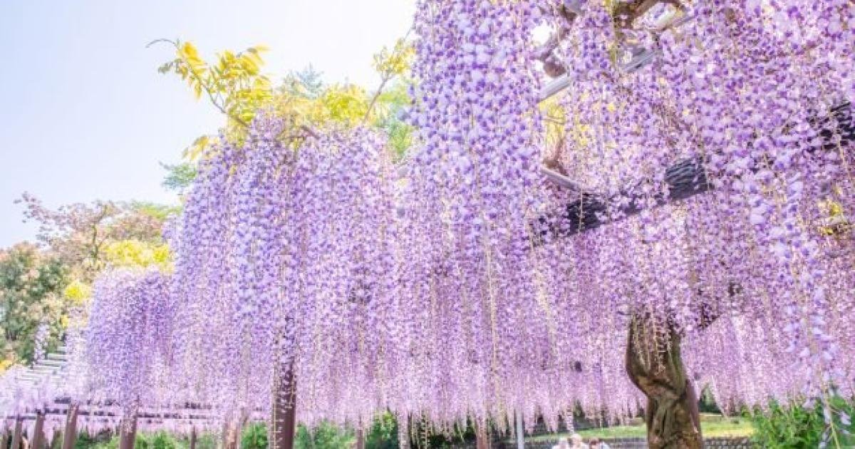 Fujieda Wisteria Festival 2026 - Events in Shizuoka - Japan Travel