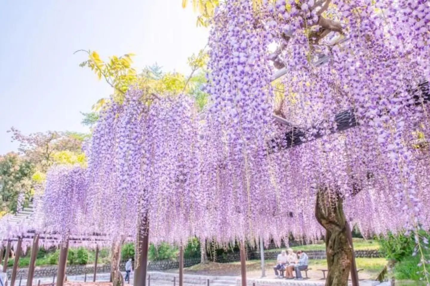 Fujieda Wisteria Festival 2026 - Events in Shizuoka - Japan Travel