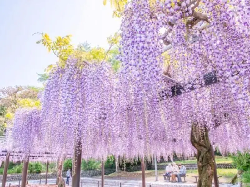 Fujieda Wisteria Festival 2026 - Events in Shizuoka - Japan Travel