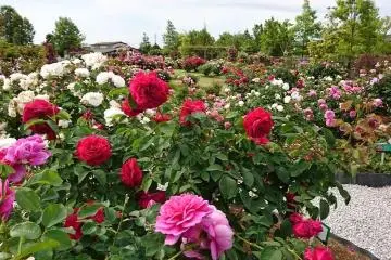 The rose garden of Kakyu-no-sato (Kawasoto site)