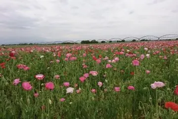Fukiage site
