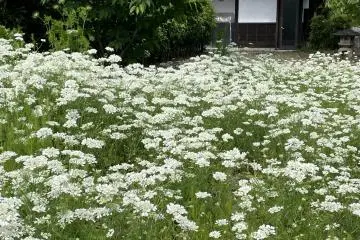 Kakyu-no-Sato (Kawasato site)