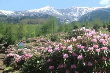 Asama Kogen Rhododendron Festival 2026