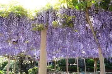 Kanahebisui Shrine Flower Festival 2026