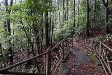 Path in the forest