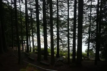 Forest around the pond
