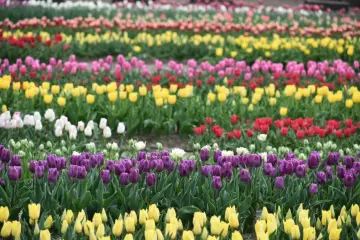 Photo: <a href="https://prtimes.jp/main/html/rd/p/000000133.000090796.html" target="_blank" rel="noreferrer noopener nofollow">Niigata Tourism Association</a>