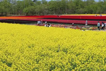 Photo: <a href="https://prtimes.jp/main/html/rd/p/000000133.000090796.html" target="_blank" rel="noreferrer noopener nofollow">Niigata Tourism Association</a>