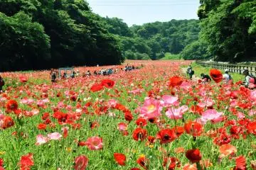 Kurihama Flower Park Poppy & Nemophila Festival 2026