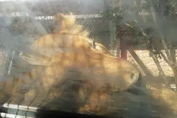 A lioness asleep on the perspex over the walkway