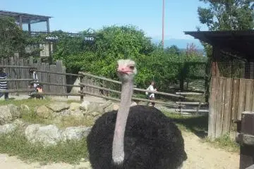 A very scary ostrich