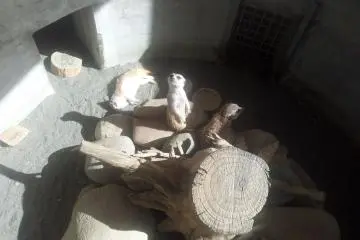Inquisitive meerkats
