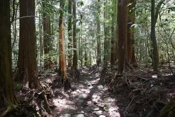 Path in the forest 