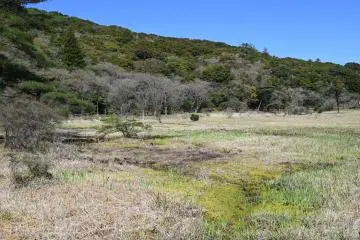 Gensei marsh 