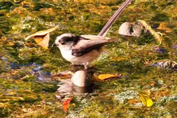 Long tailed Tit at Yokokan Garden