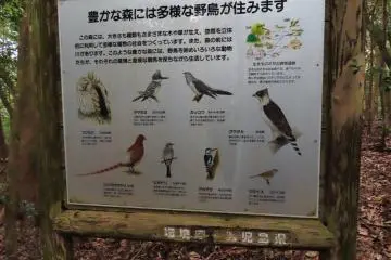 Some of the birds in this area