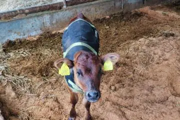 Lots  calfs