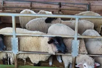 feeding time for the sheep