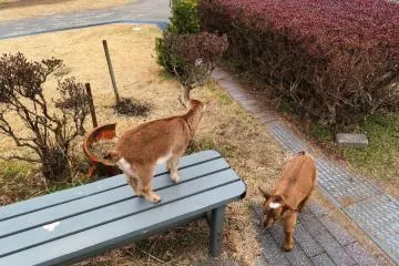 Goats everywhere Kirishima Tamago Bokujo