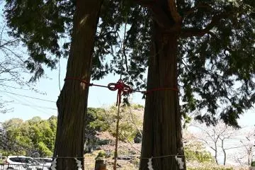 Meotohinoki 