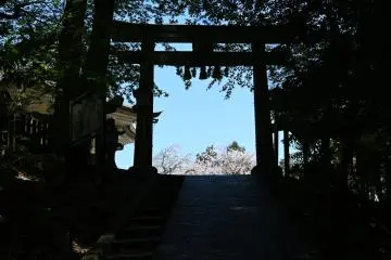 Torii to the camphor tree