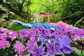 Yanagidani Kannon Hydrangea Week 2026