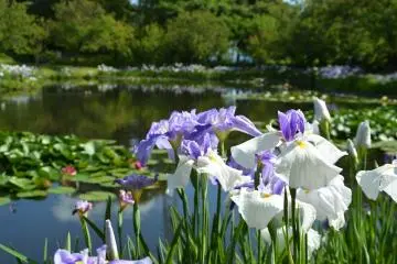 Photo: Seibu Landscape Co., Ltd.
