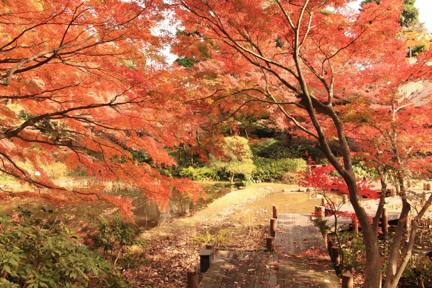 照片由: courtesy of Gotenyama Garden