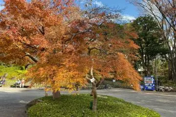 Red weeping maple