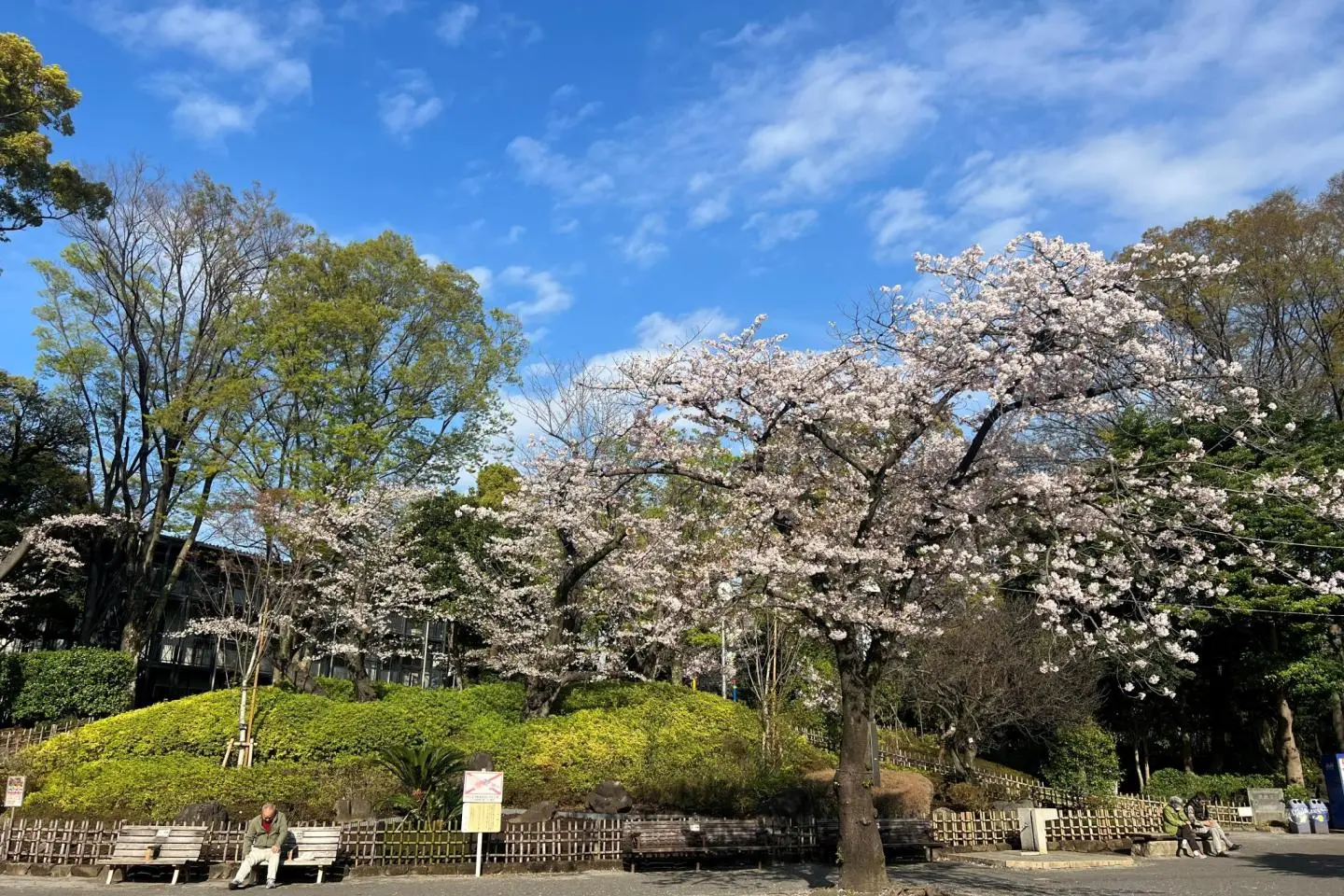 Cherry blossoms in Ikemae Square (照片由: courtesy of Togoshi Park)