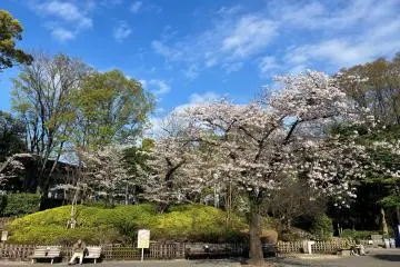 Cherry blossoms in Ikemae Square