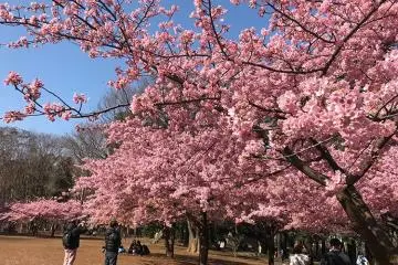 Kawazu cherry blossoms