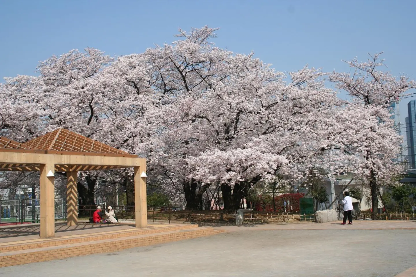 Fully bloomed cherry blossoms at "Multi-Purpose Square" and "Fountain Square of Fog" (照片由: courtesy of Shinagawa Central Park)