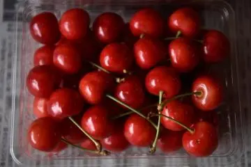 Yamagata’s famous bright red ‘sakuranbo’