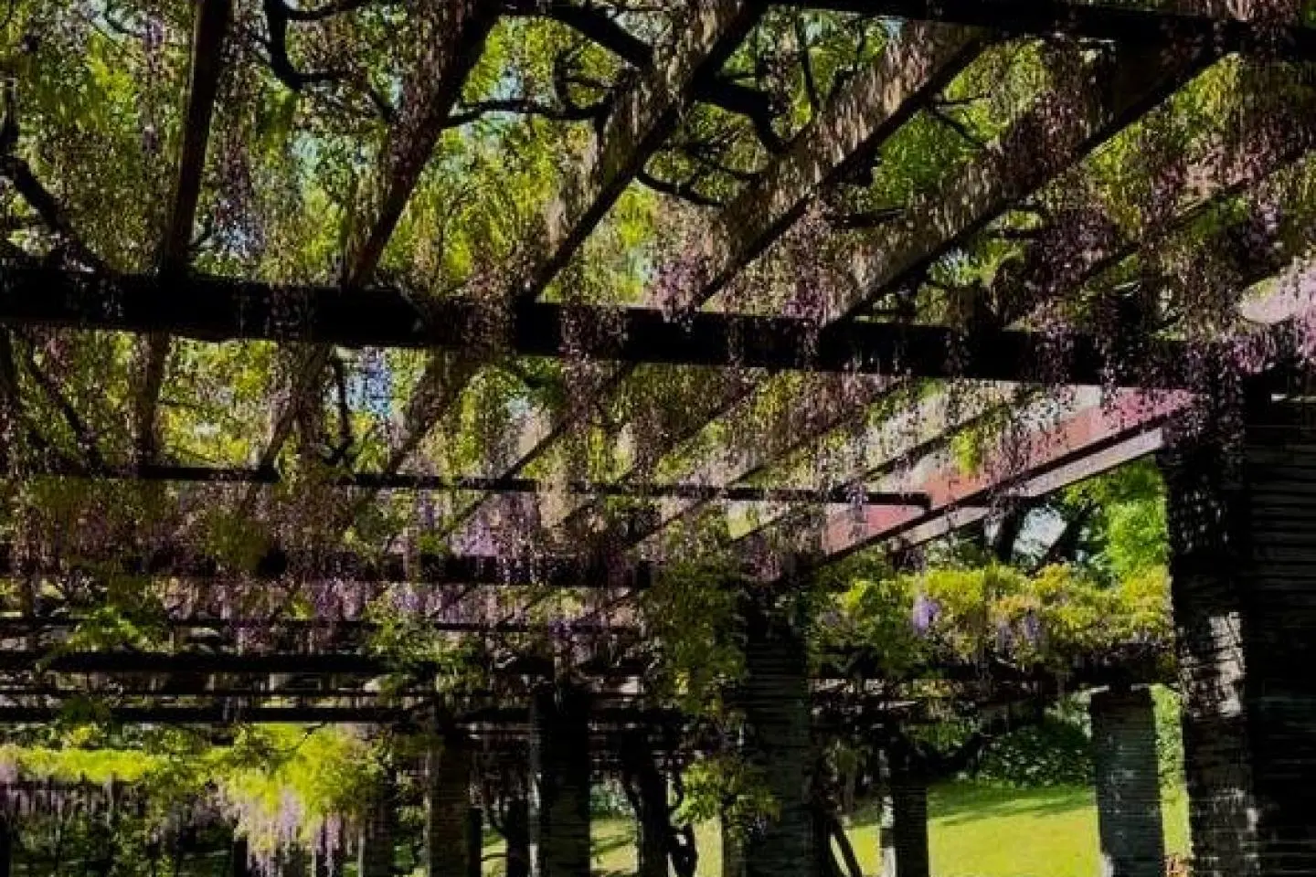 Wisteria Blooms in Fukuoka