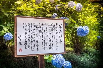 A sea of blue flowers