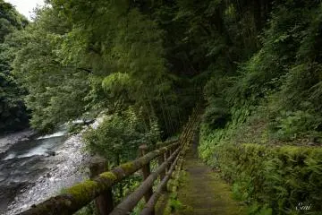 A forest bath; a serene stroll along the Nippara River