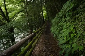 A woody path comforts your foot
