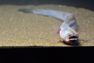 The warasubo eel is known as the "alien of the Ariake"