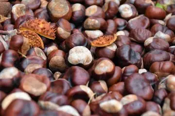 Hinokage Chestnut Festival 2026