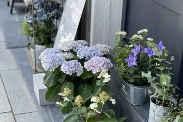 Seasonal flowers